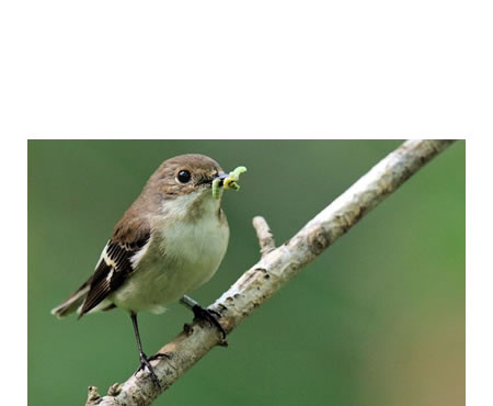 Cuando un pájaro ingiere una mosca, se apropia de su energía química y de su materia